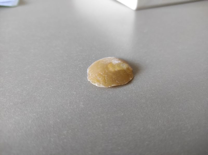 Bivalve?